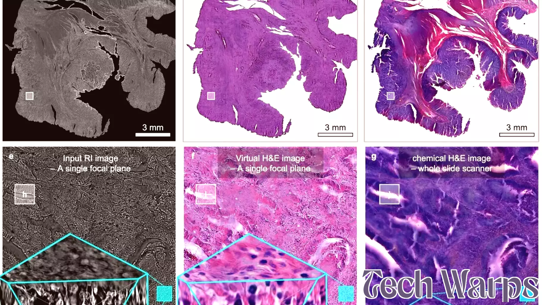 Breakthrough in Cancer Research: Non-Invasive 3D Virtual Staining Technology