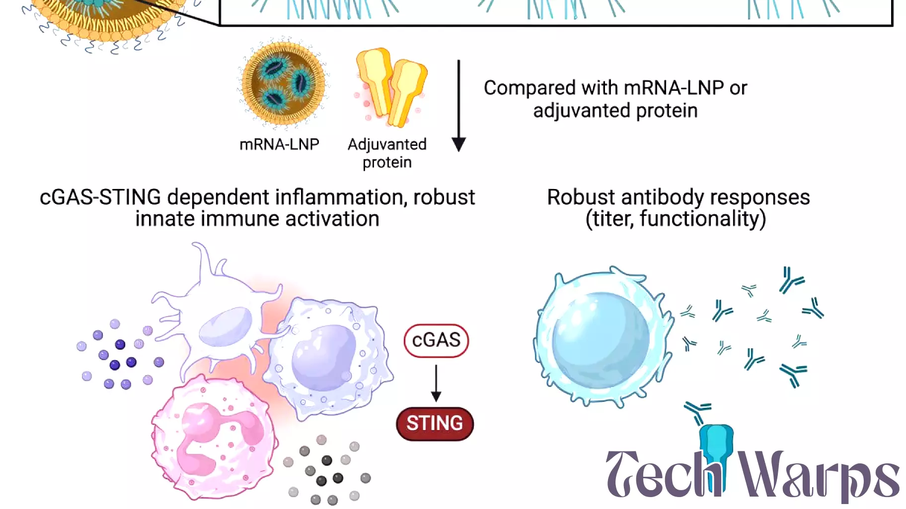 Breakthrough in DNA Delivery Technology for Vaccination