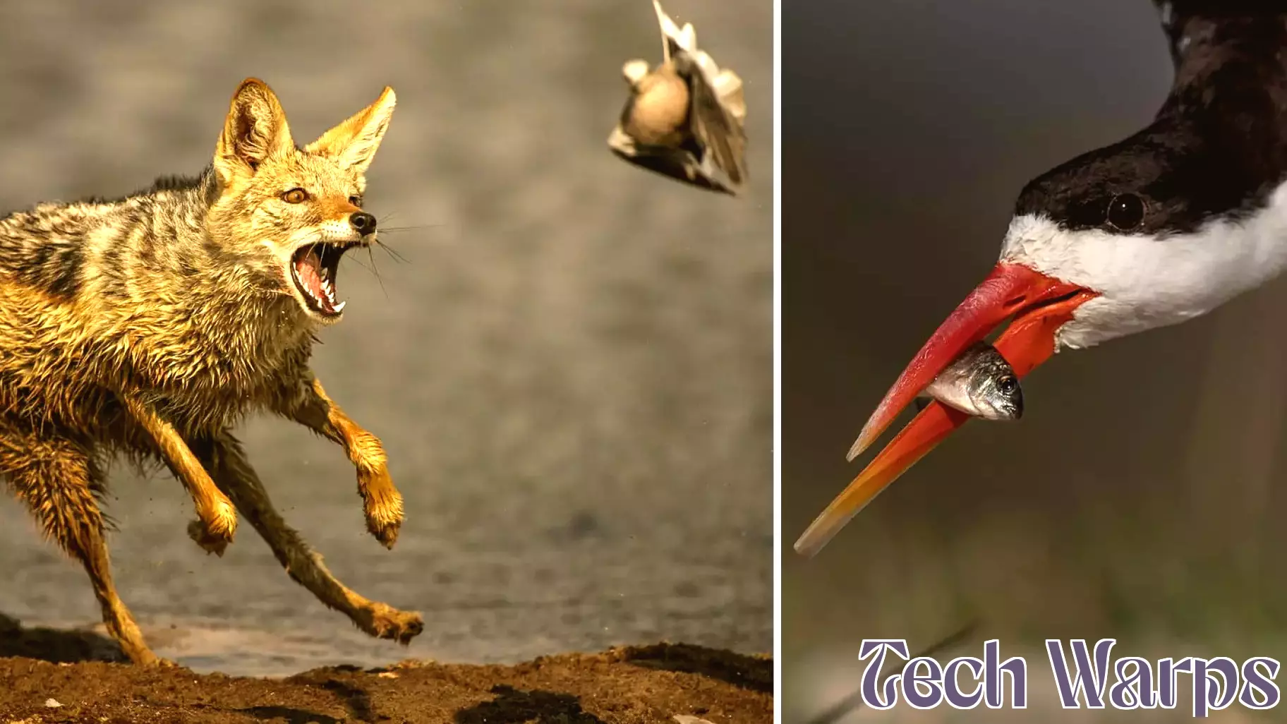 The Shifting Balance Between Gear and Artistry in Wildlife Photography