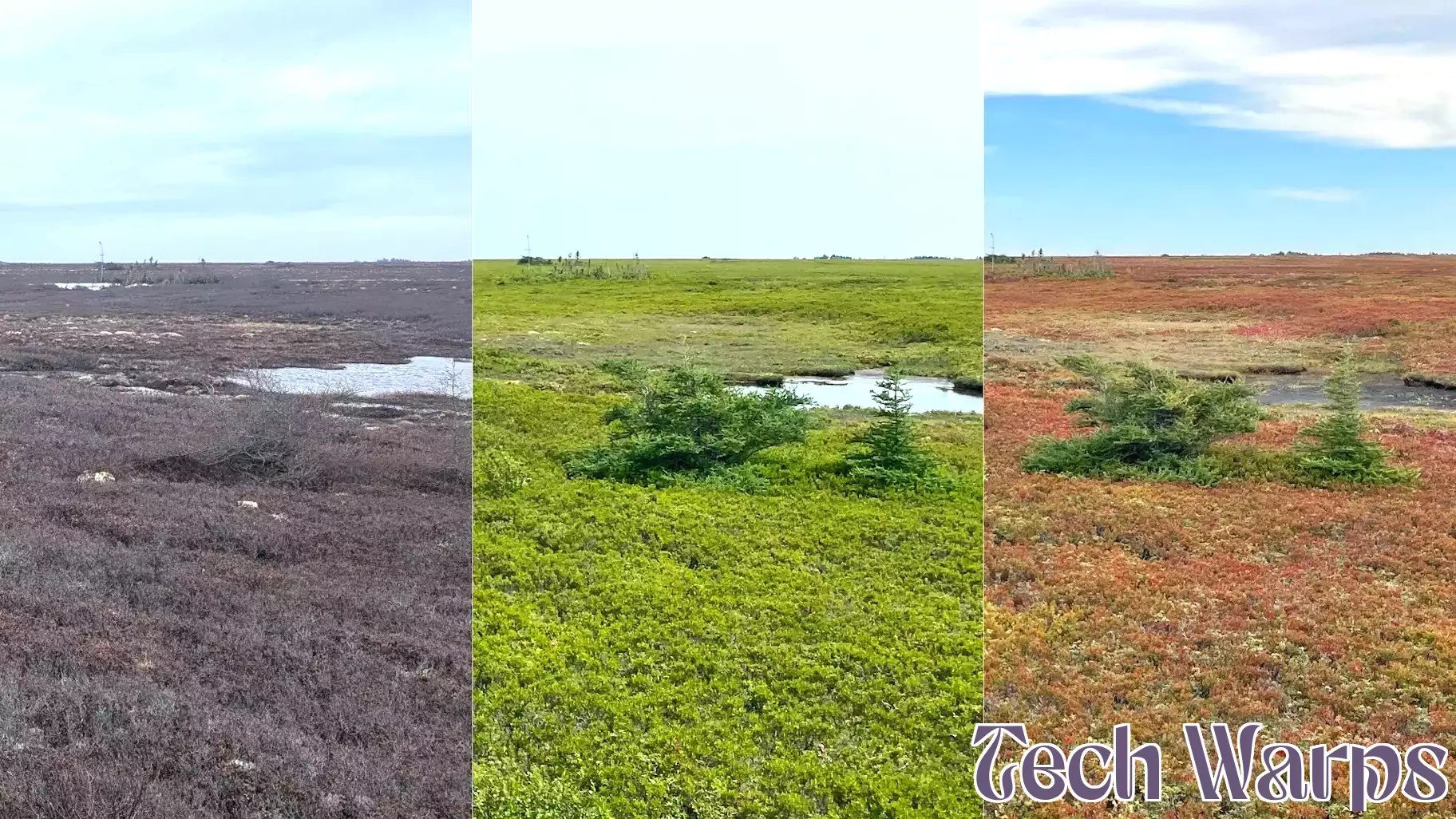 Utilizing Technology and Global Cooperation to Study Peatlands