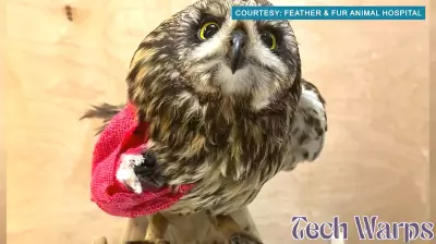 Innovative 3D Printing Technique Heals Pueo Bird's Wing