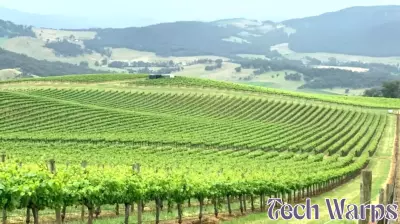 Revolutionary Technology for Detecting Smoke Taint in Grapes