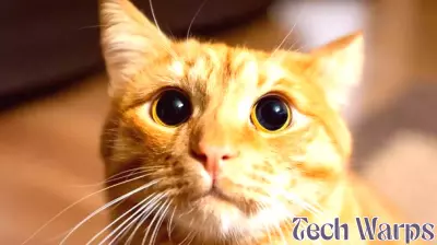 Unraveling the Mystery of Orange Fur in Cats